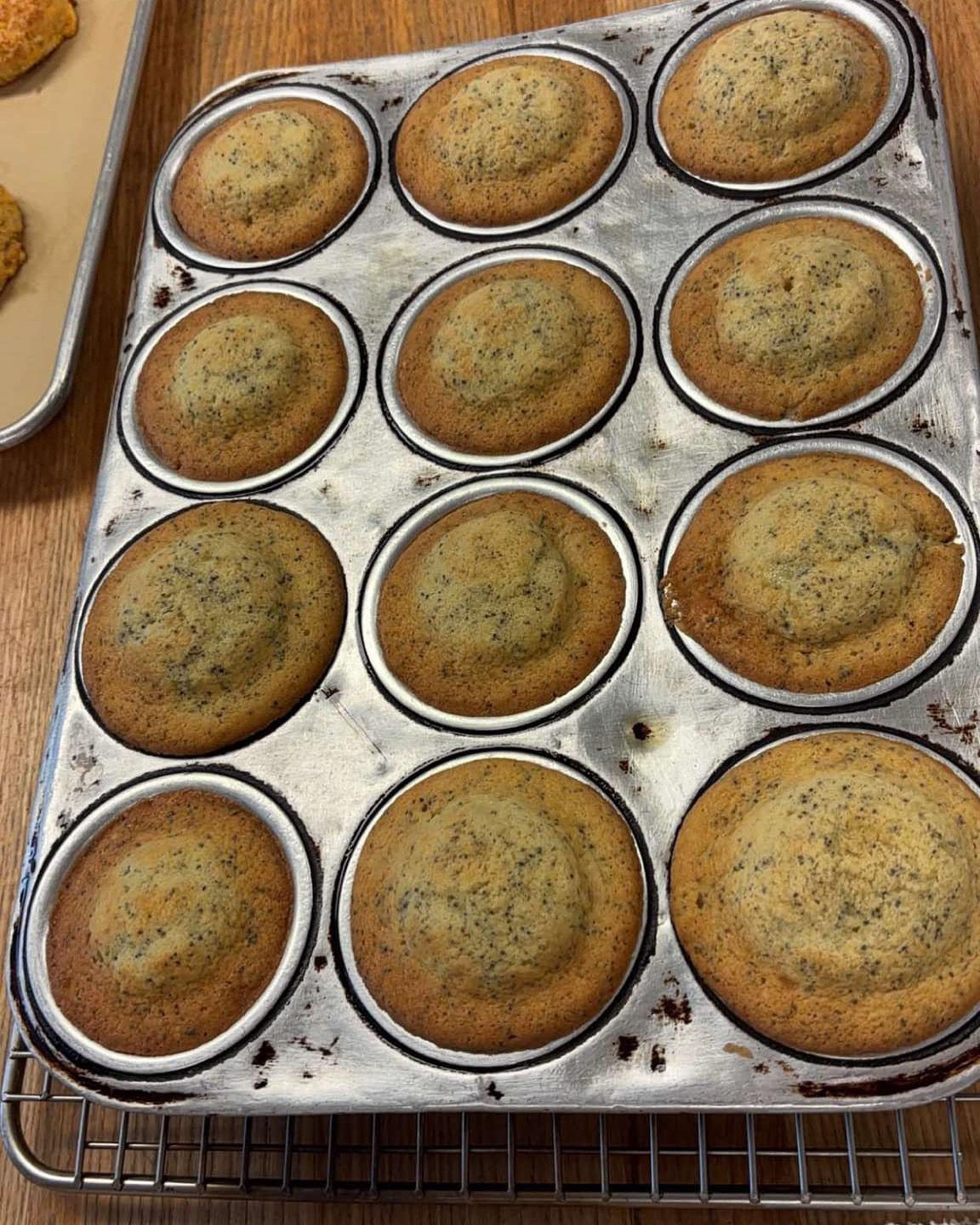 Lemon poppyseed muffins in a vintage muffin tin, golden-baked